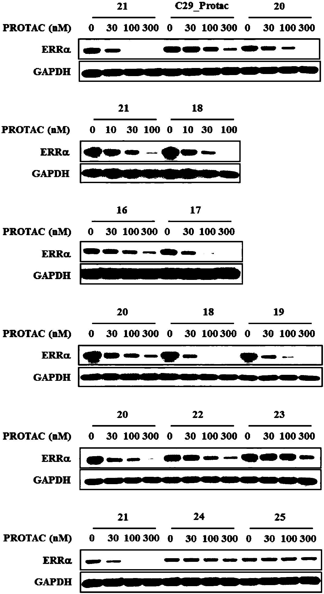 Compound for targeted ubiquitination degradation of ERRalpha protein and pharmaceutical composition and application thereof
