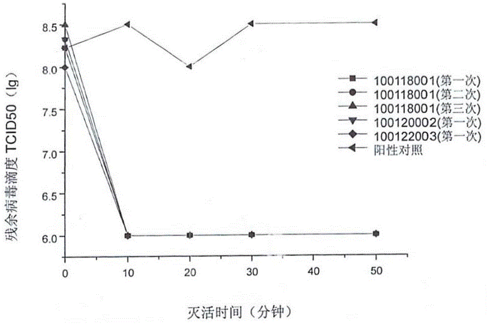 A method for production of a human body biological dressing for covering burn wounds