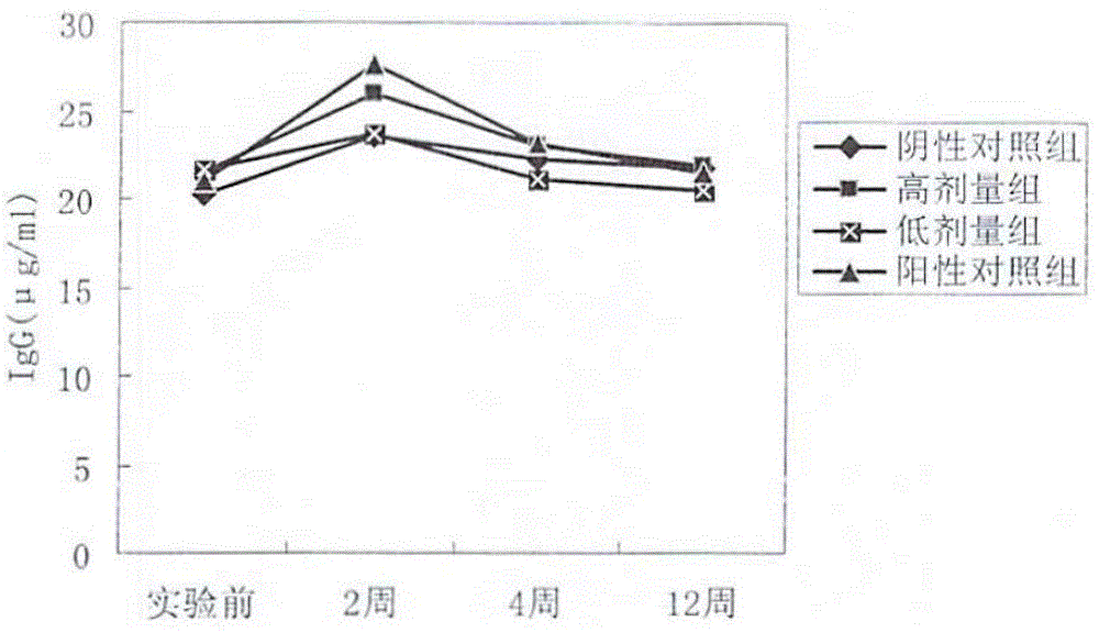 A method for production of a human body biological dressing for covering burn wounds