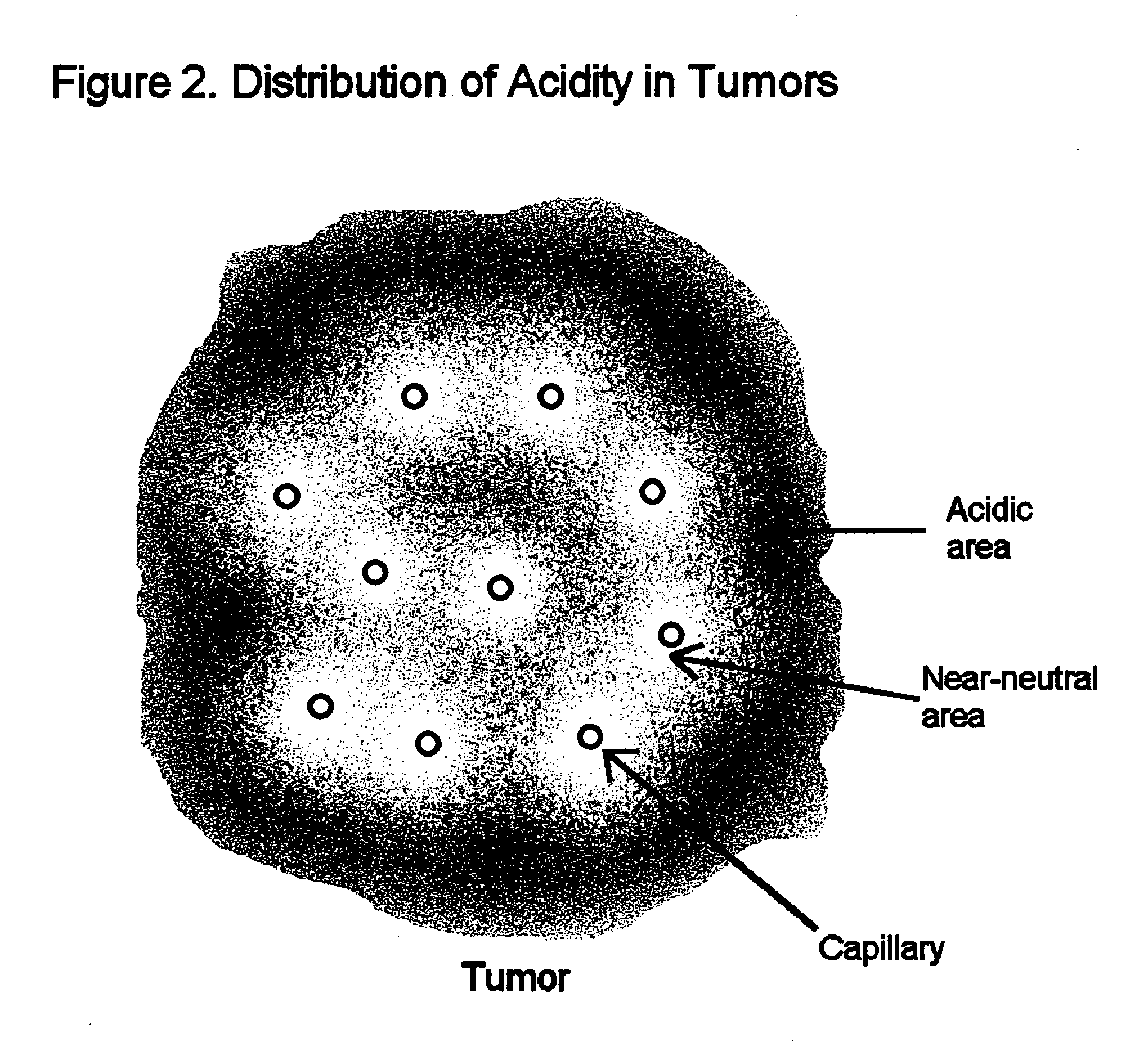 Compositions and methods for detecting and treating tumors containing acidic areas