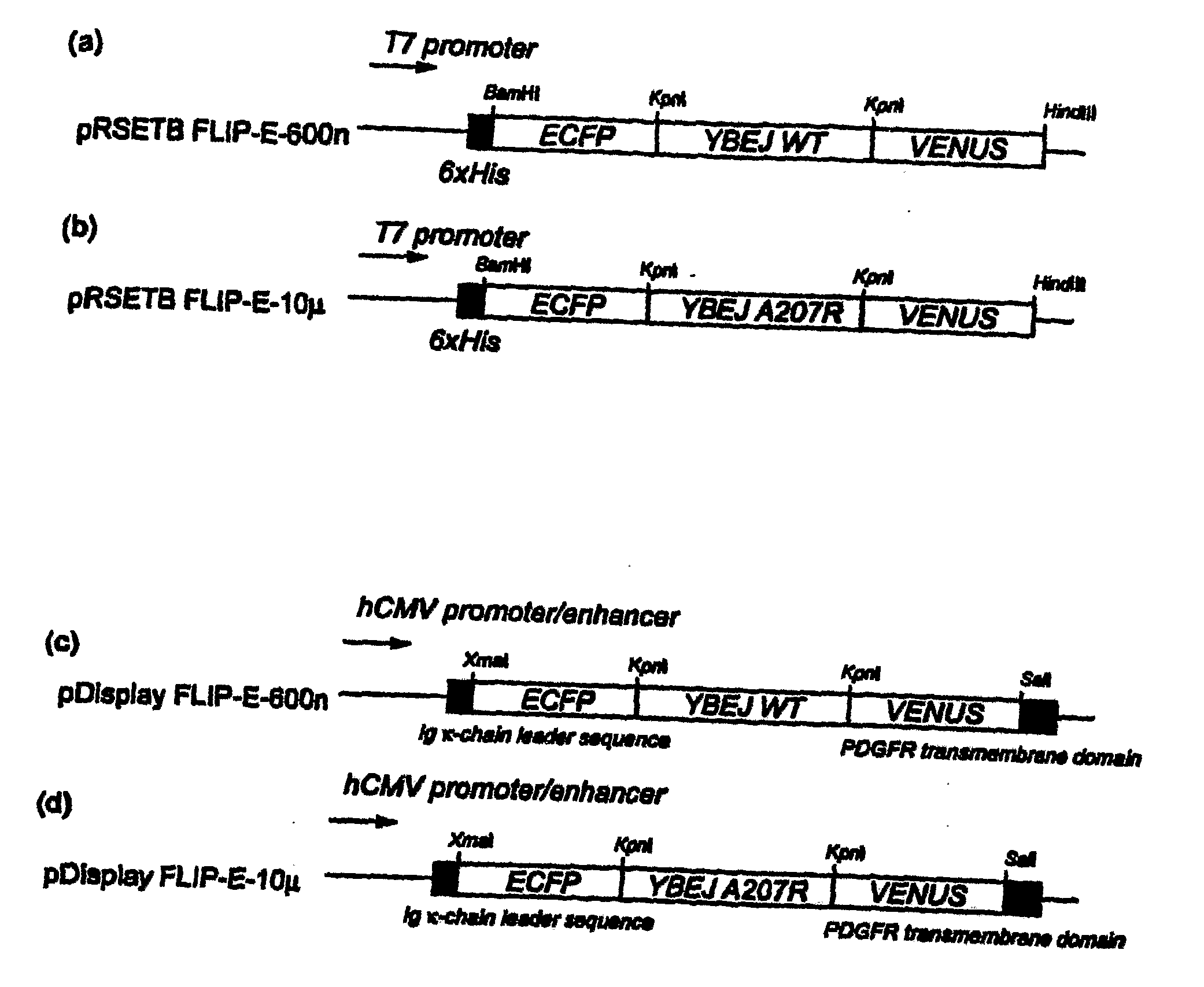 Development of sensitive fret sensors and methods of using the same