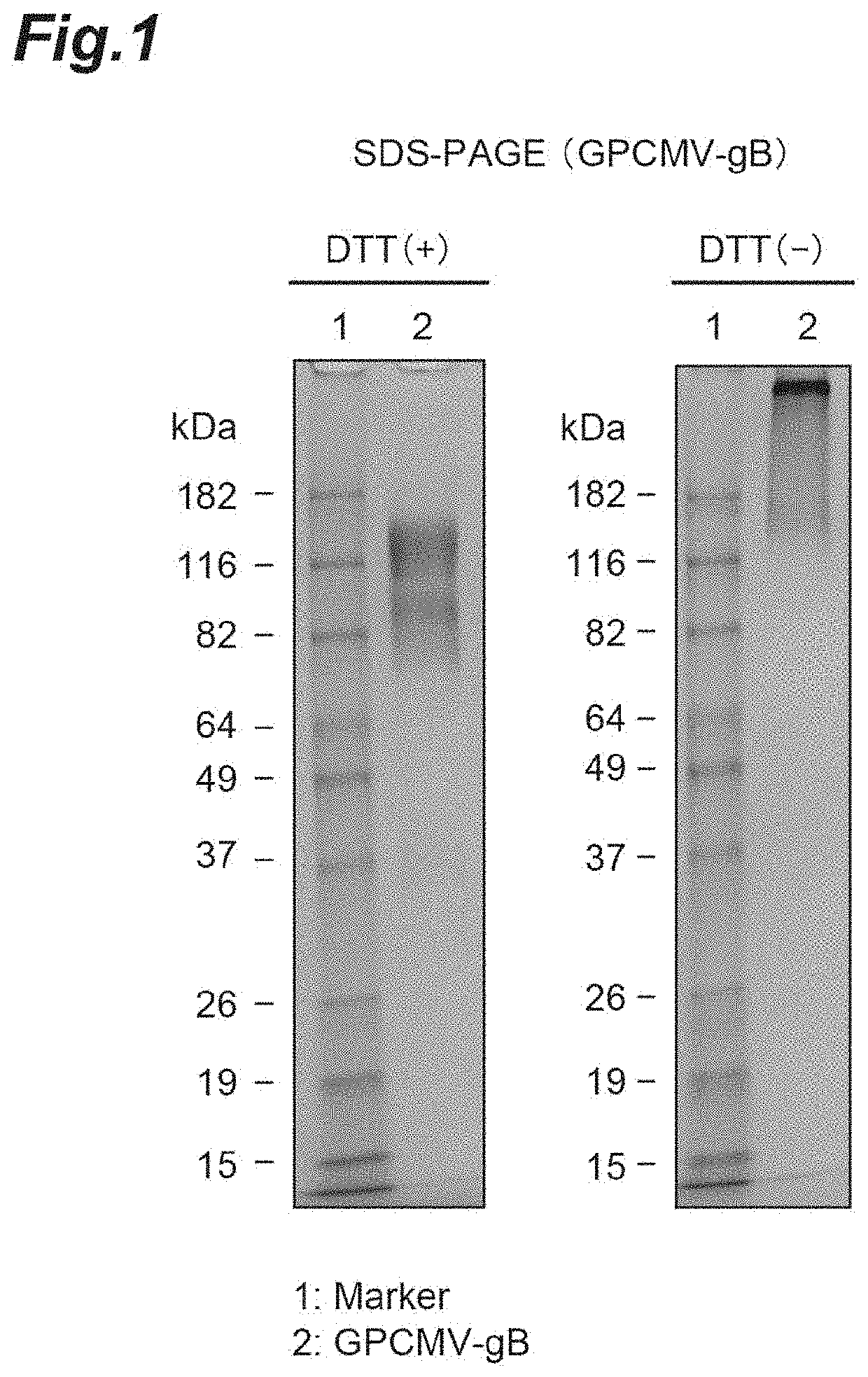 Vaccine for preventing or treating congenital infection with cytomegalovirus