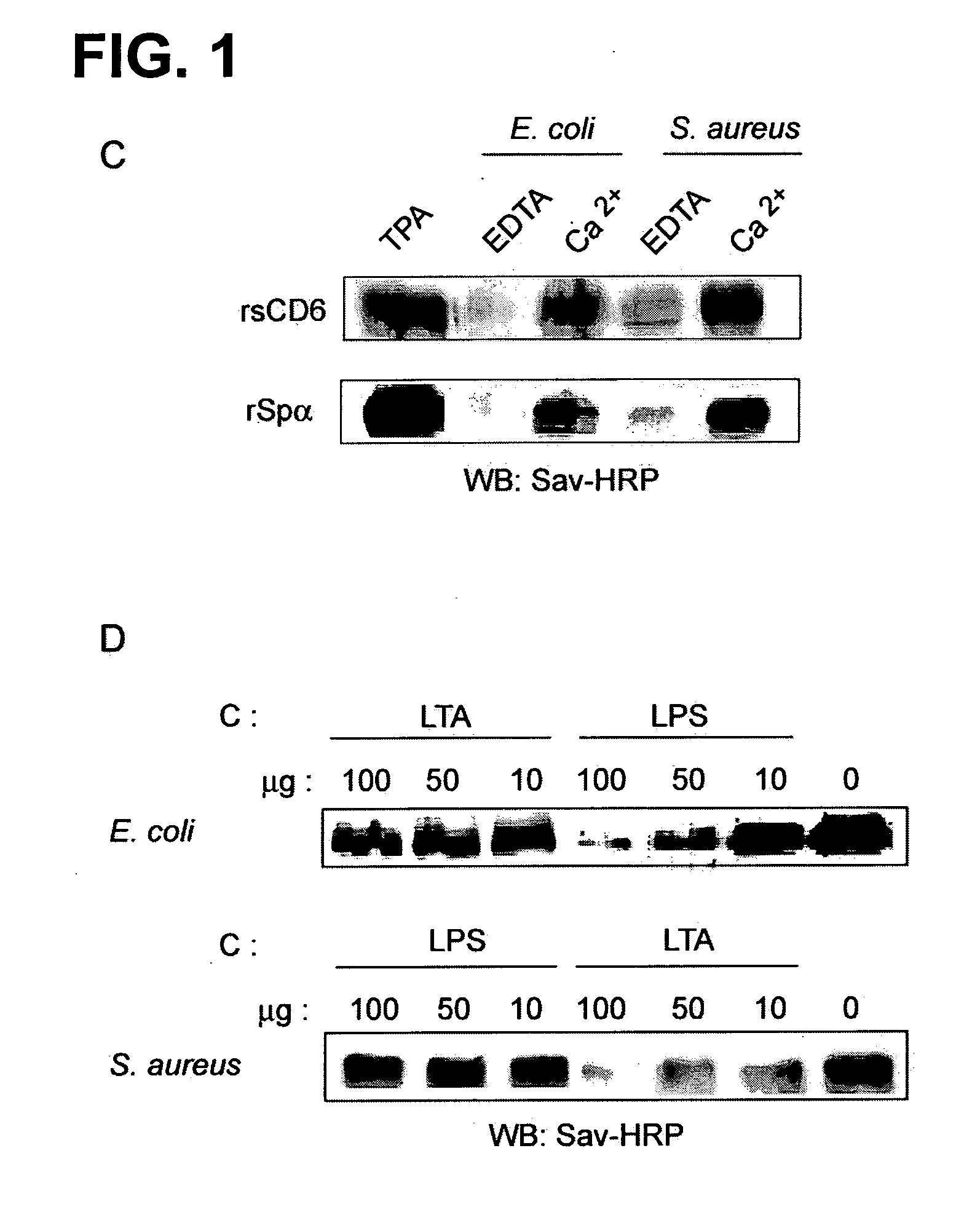 Protein Product for Treatment of Infectious Diseases and Related Inflammatory Processes