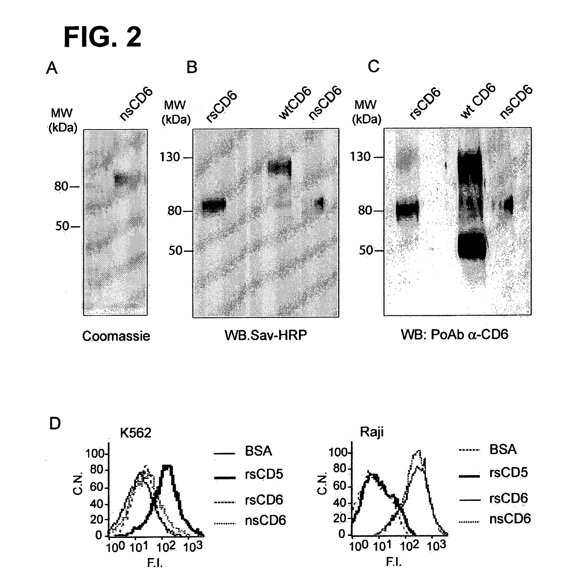 Protein Product for Treatment of Infectious Diseases and Related Inflammatory Processes