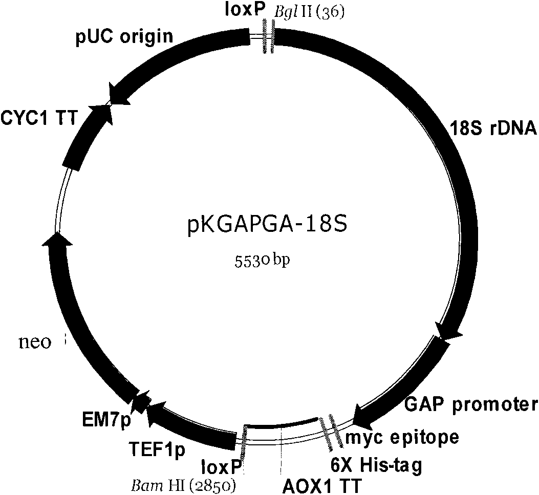 Recombinant yeast and preparation method thereof