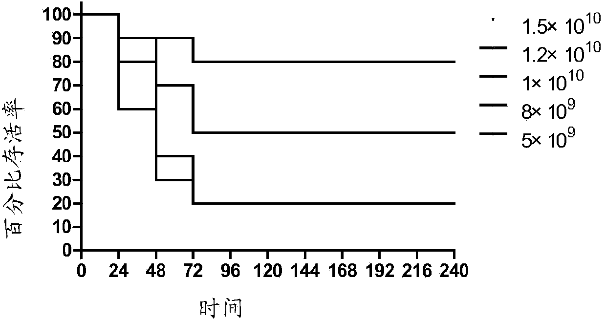 Building method of SA pneumonia model