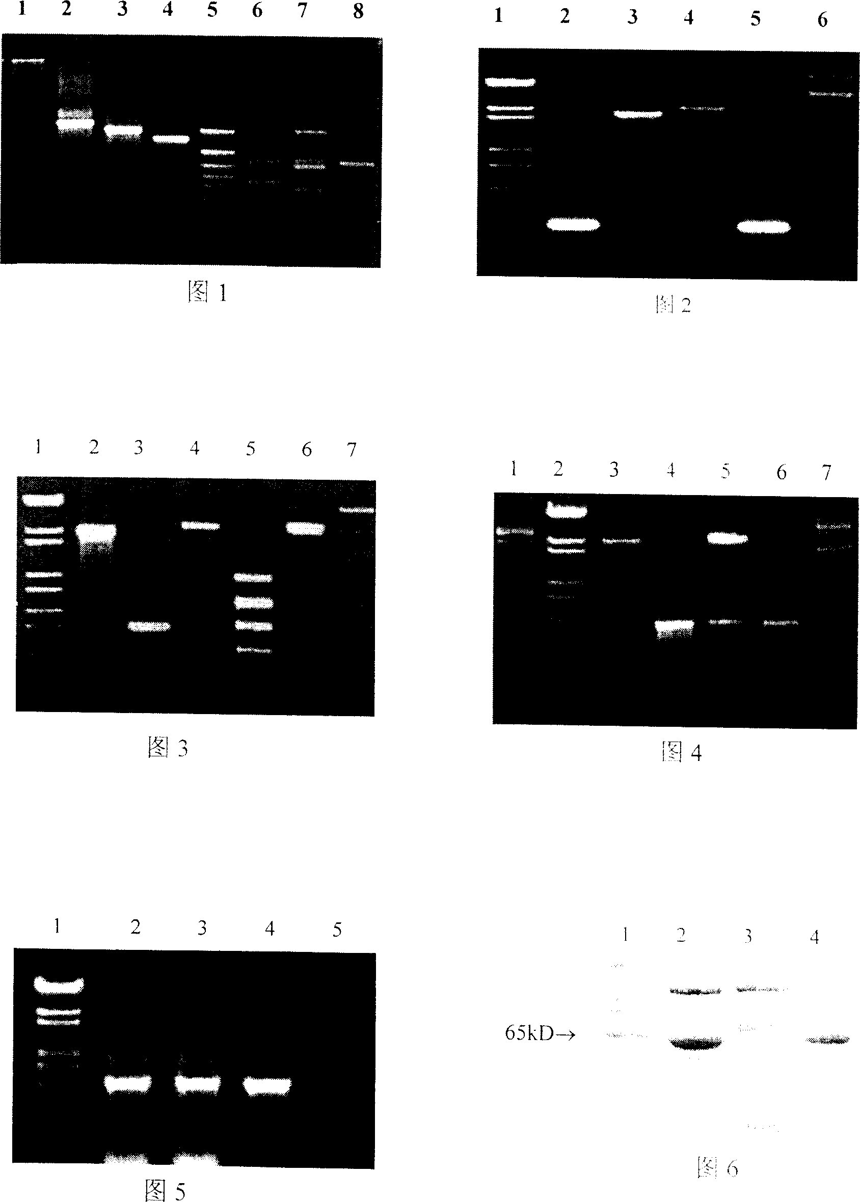 Baciallus thuringiensis engineering bacterium Go33A and preparing method thereof