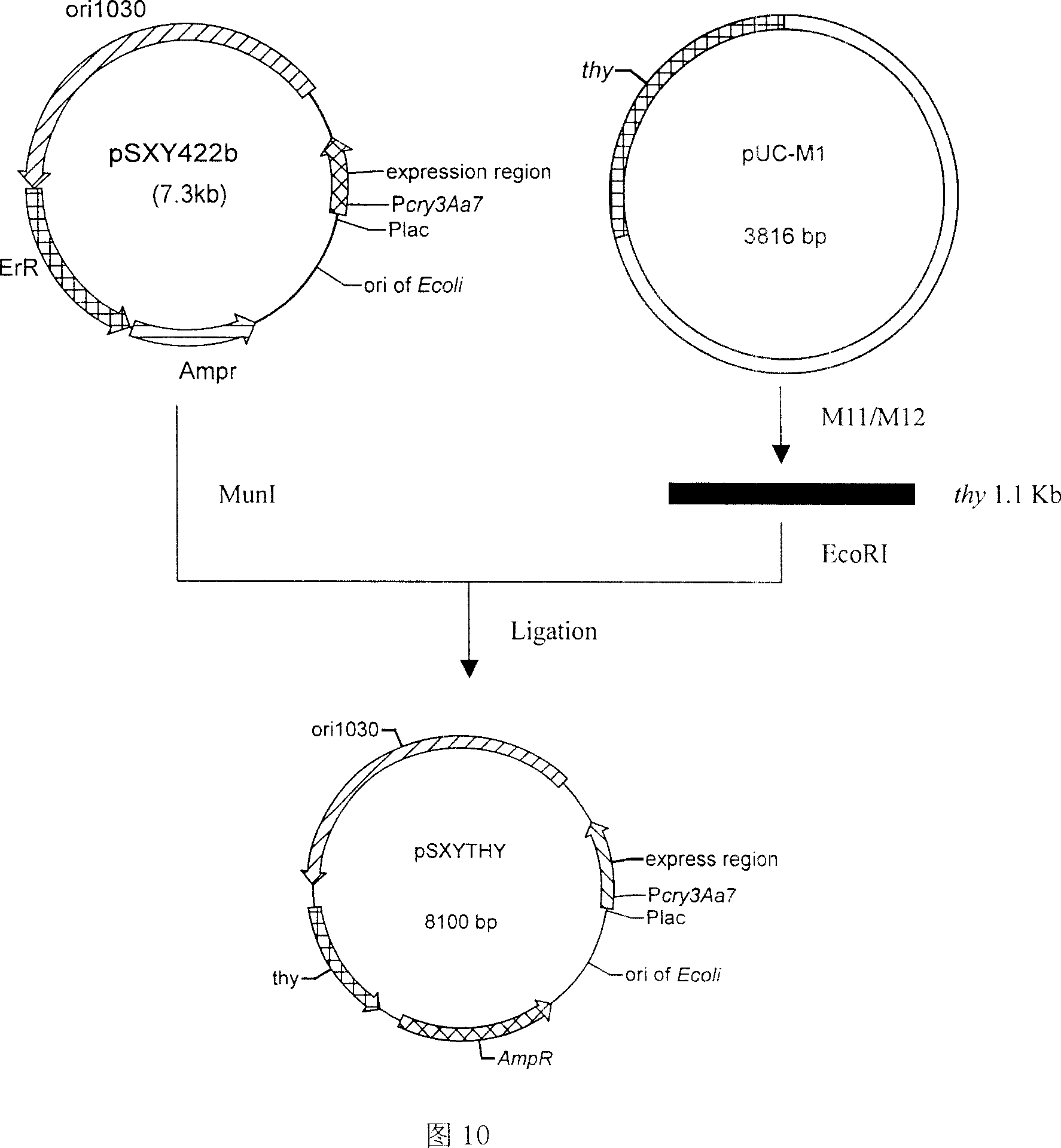 Baciallus thuringiensis engineering bacterium Go33A and preparing method thereof