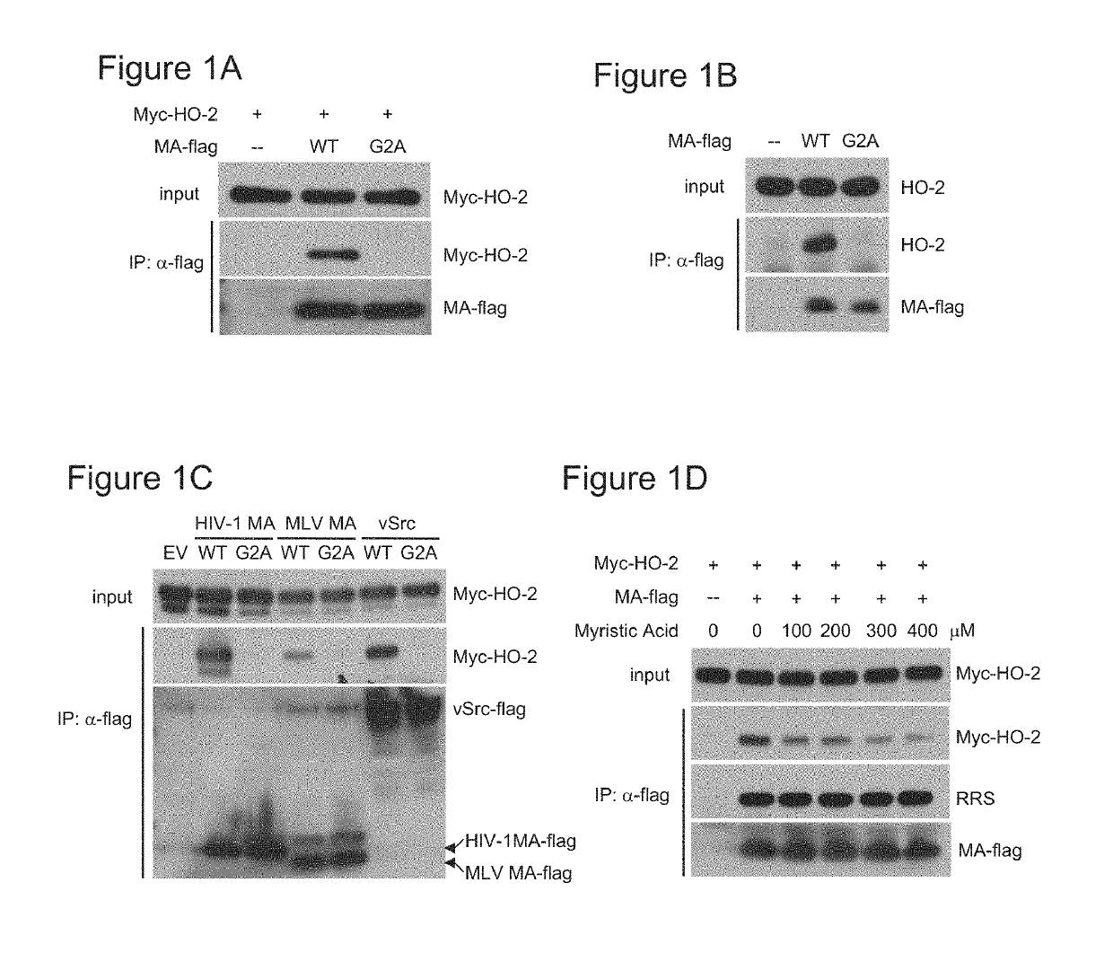 Method for significantly increasing lentiviral production