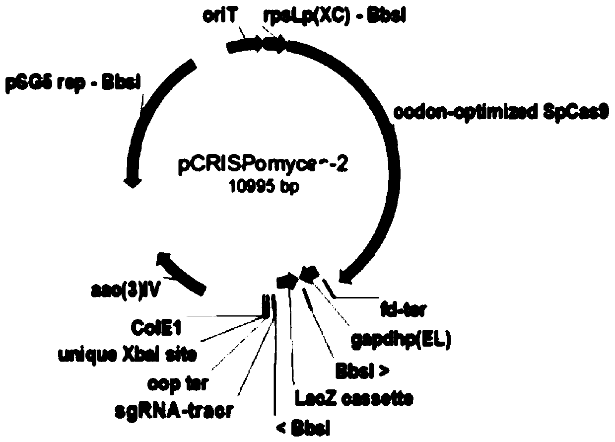 Preparation method of Nocardia competent cells and gene editing method of Nocardia