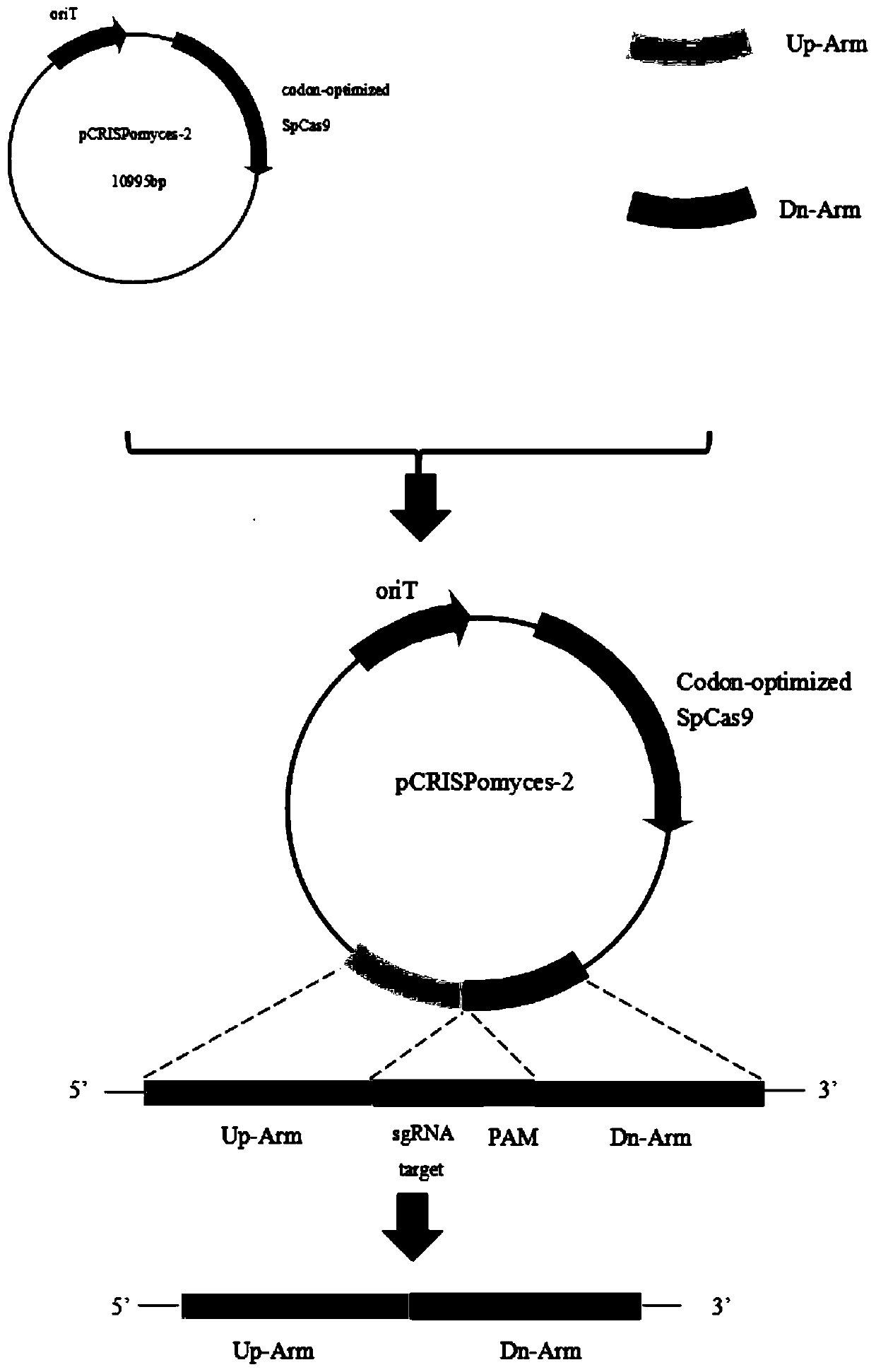 Preparation method of Nocardia competent cells and gene editing method of Nocardia