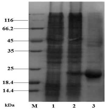 Apostichopus japonicus f-type lectin ajfl-1, preparation method and application