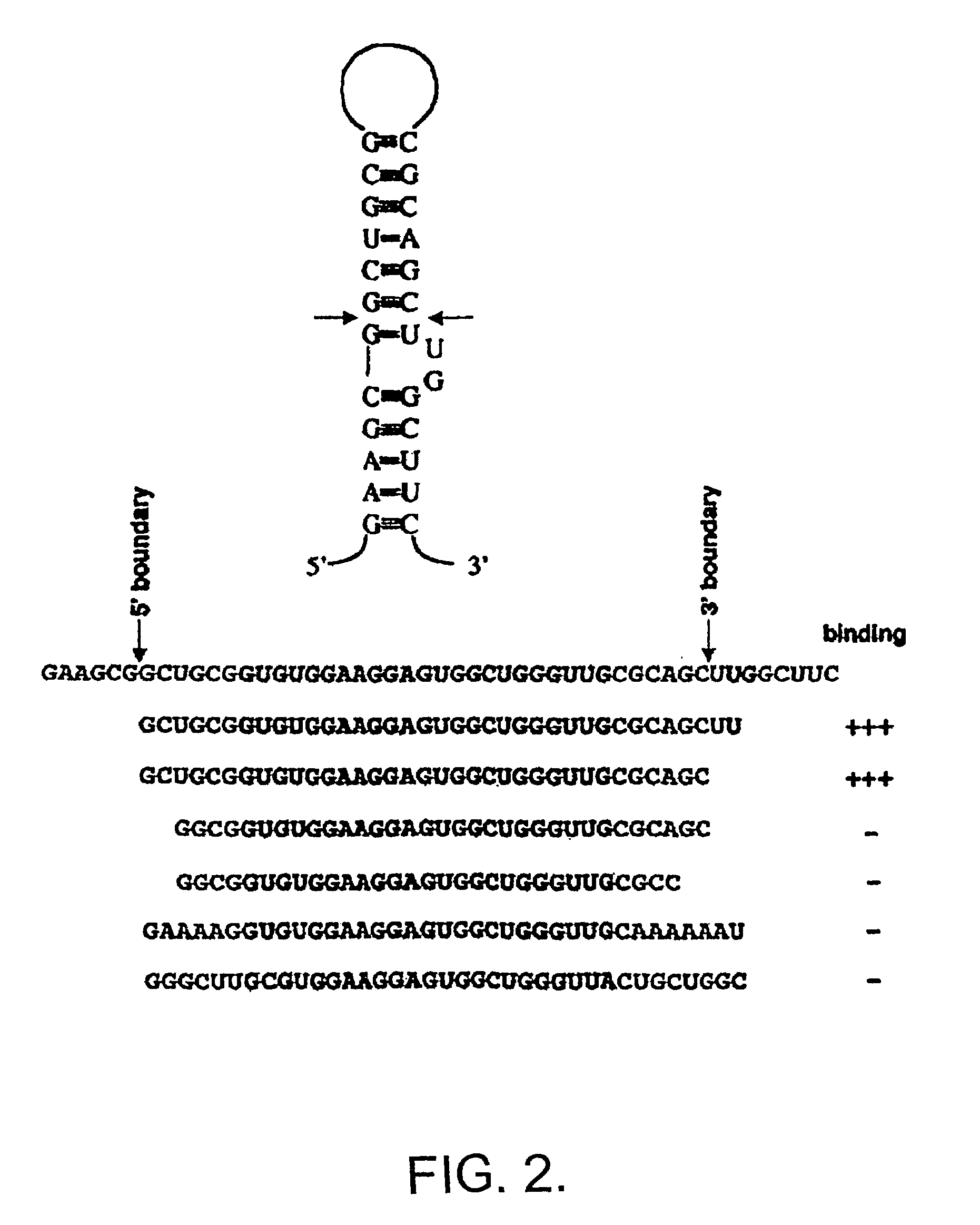 Method and identification of downstream mRNA ligands to FMRP and their role in fragile X syndrome and associated disorders