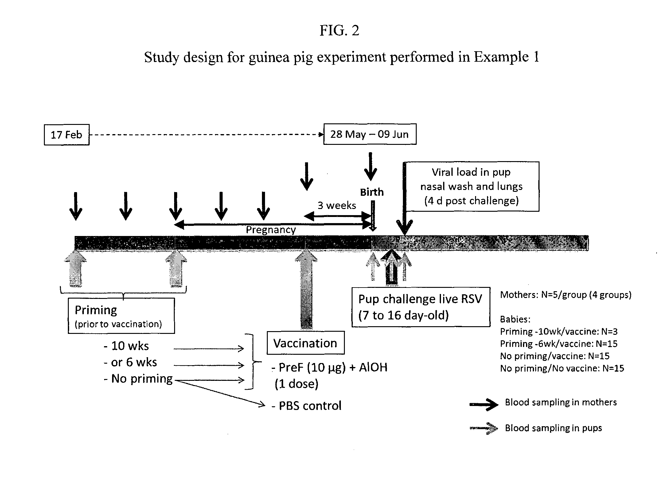 Method for eliciting in infants an immune response against rsv and b. pertussis