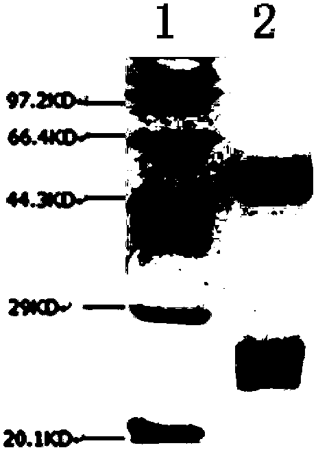 Broad spectrum neutralization monoclonal antibodies or antigen binding fragments thereof of anti-HPV L2 protein, and applications thereof