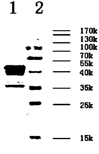 Broad spectrum neutralization monoclonal antibodies or antigen binding fragments thereof of anti-HPV L2 protein, and applications thereof