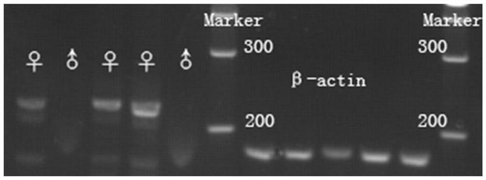 A kind of method for producing all male Macrobrachium rosenbergii seeds