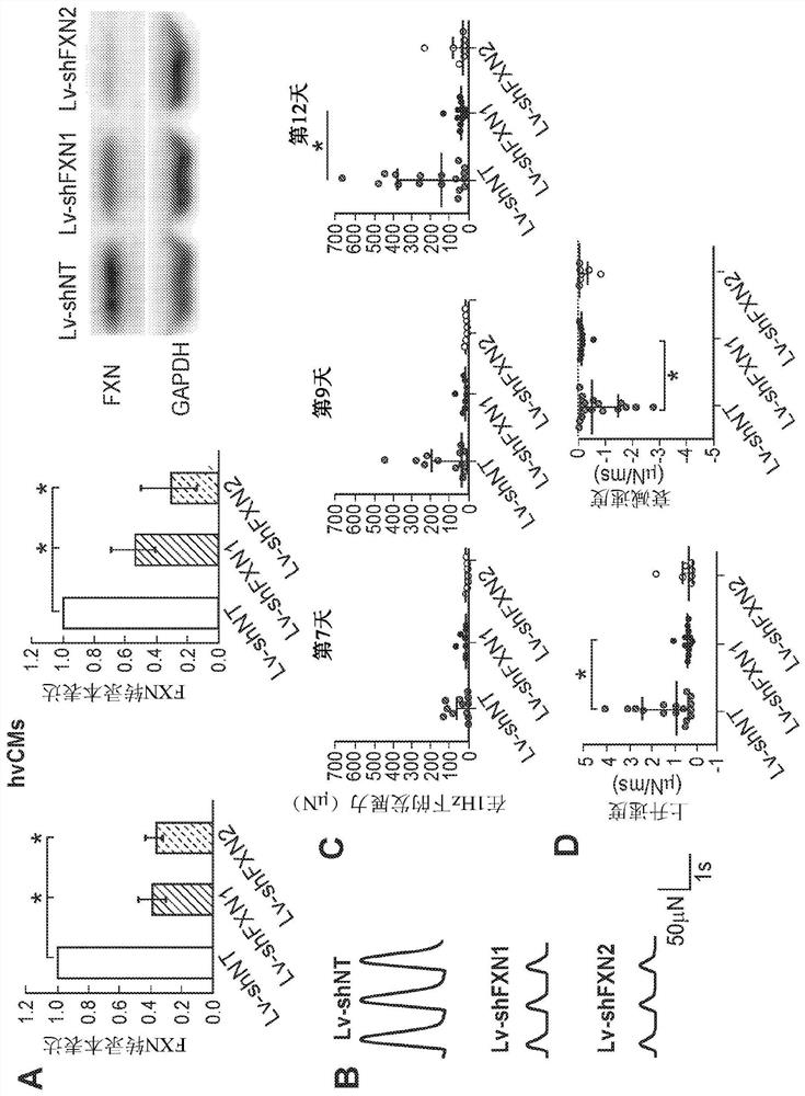 Modeling neurological disorders and ataxias with cardiac dysfunction using bioengineered heart tissues