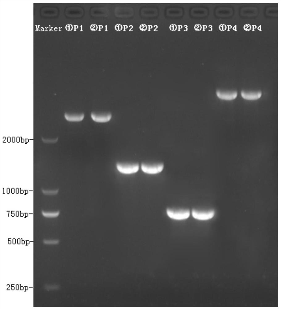 KIR2DL3 gene typing kit and typing method