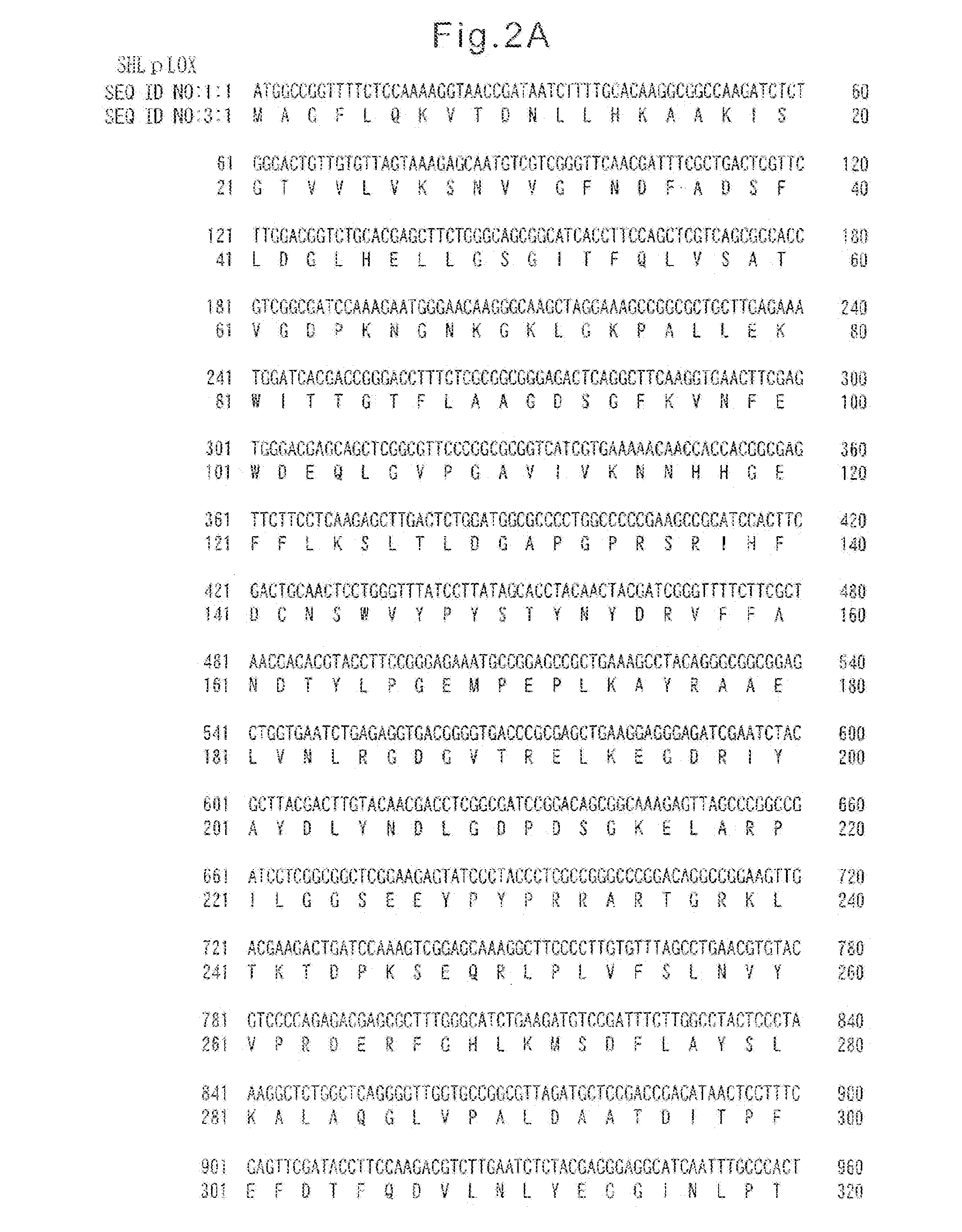 Method of preparing koda using lemna paucicostata