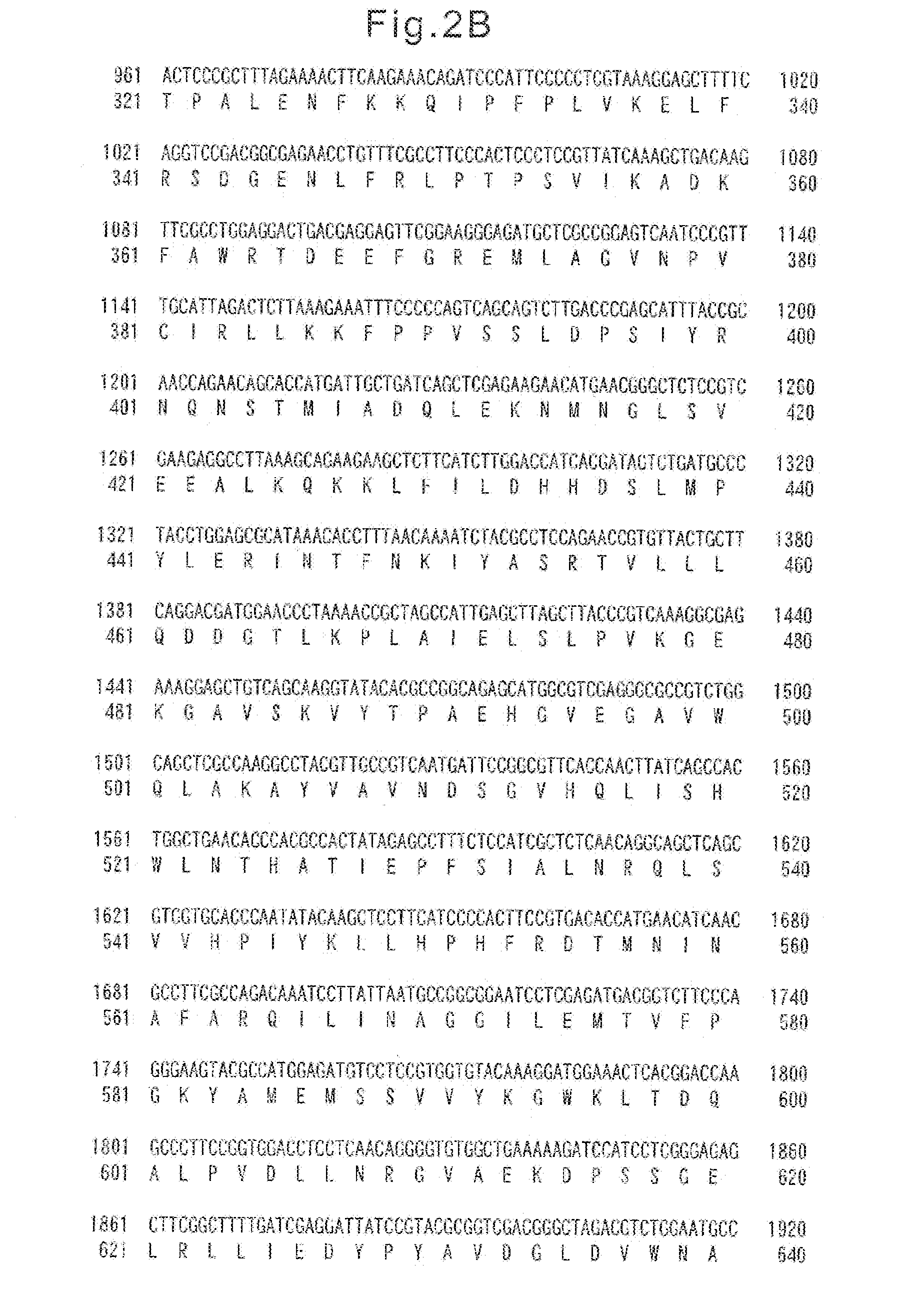 Method of preparing koda using lemna paucicostata