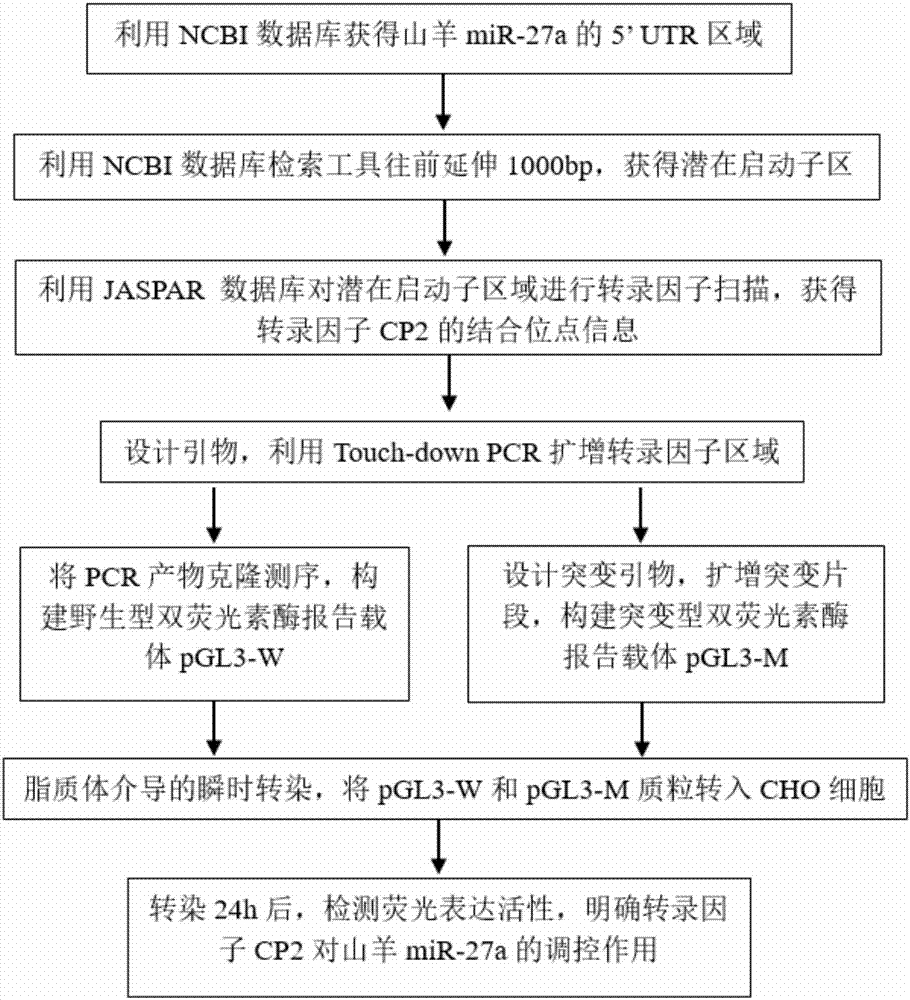 Goat miR-27a (micro Ribonucleic Acid-27a) site-specific modification system and application thereof