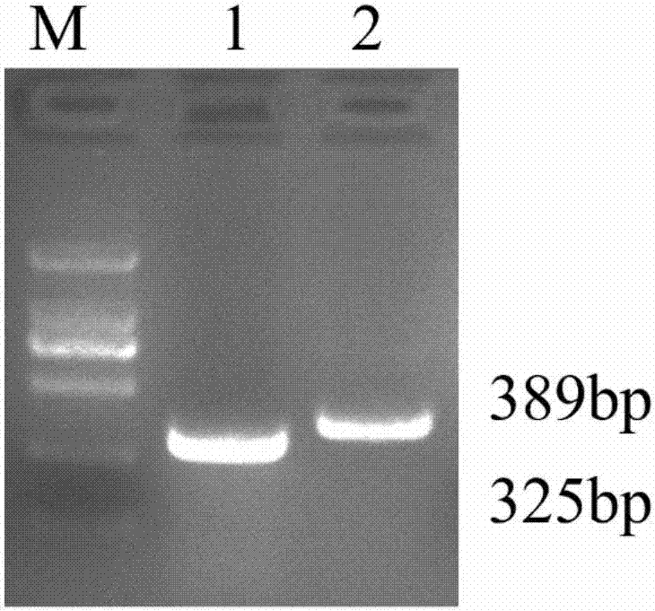 Goat miR-27a (micro Ribonucleic Acid-27a) site-specific modification system and application thereof