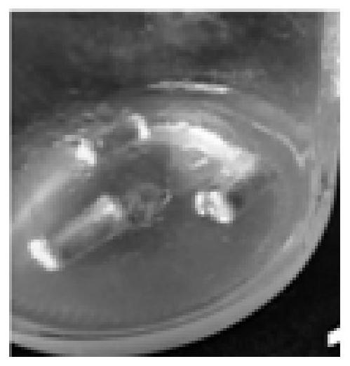 Method for inducing pinellia ternate callus and special culture medium of method