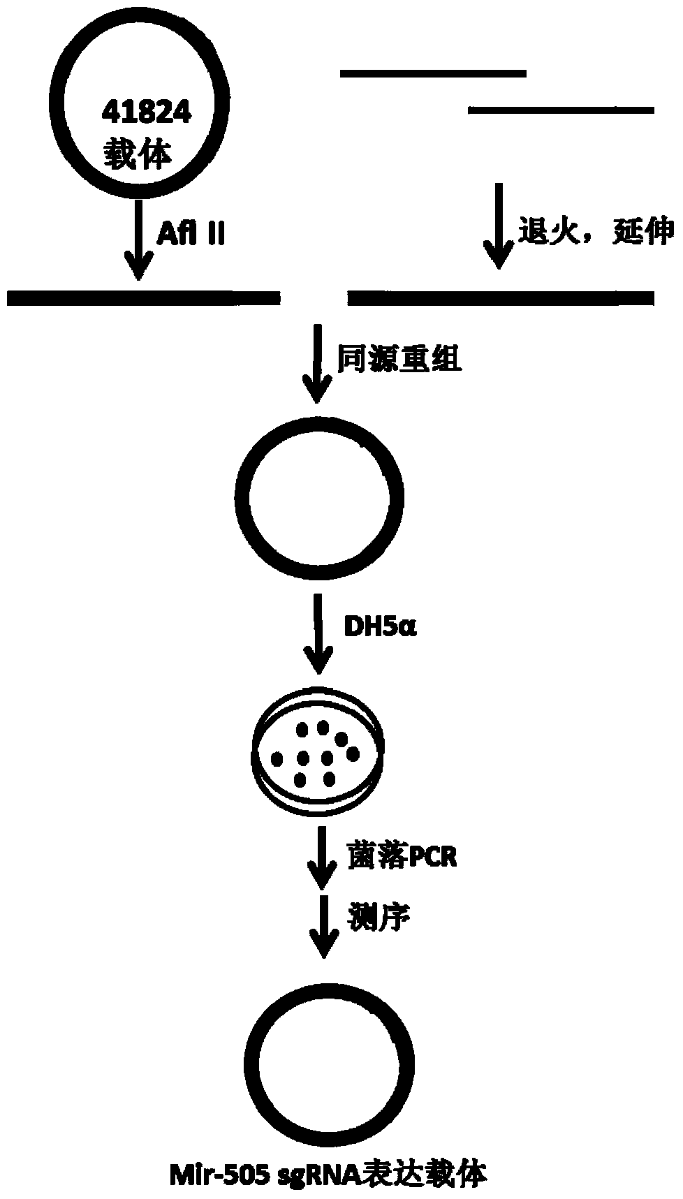 Method for knocking out mir-505 from mammal cell line