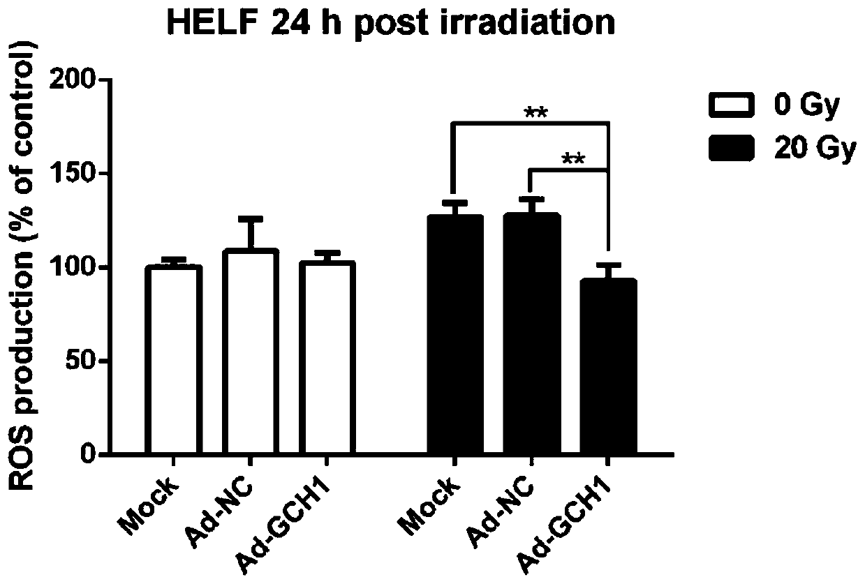 Application of guanosine triphosphate cyclohydrolase 1 and drug