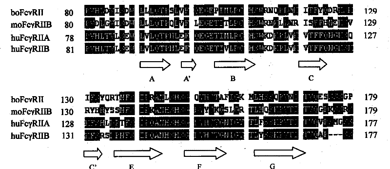 Human Fc&lt;gamma&gt;R II linear ligand binding epitope