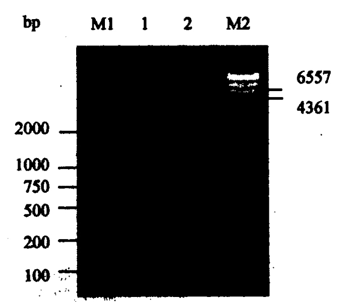 Human Fc&lt;gamma&gt;R II linear ligand binding epitope