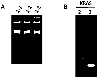 Primer combination and its application for detecting kras gene mutation in trace tissue