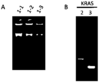 Primer combination and its application for detecting kras gene mutation in trace tissue