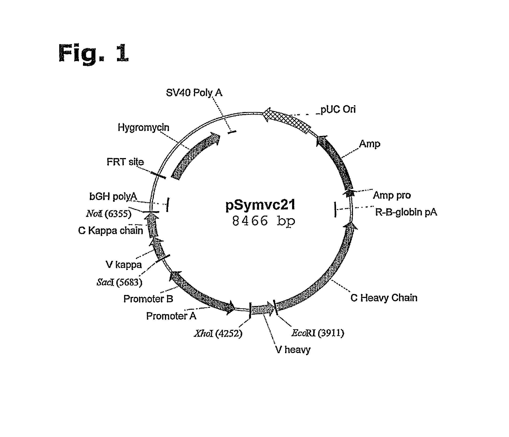 Method for manufacturing recombinant polyclonal proteins