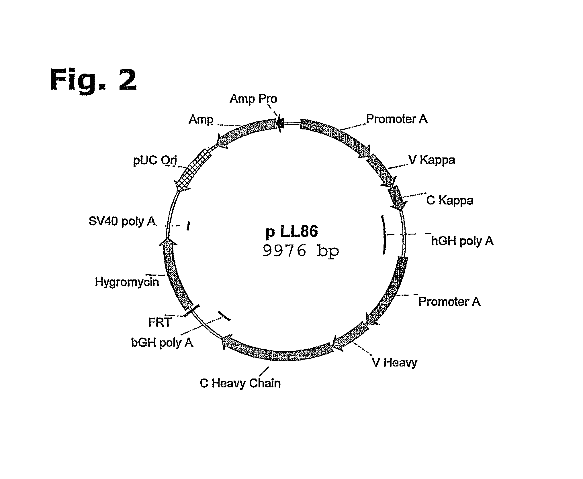 Method for manufacturing recombinant polyclonal proteins