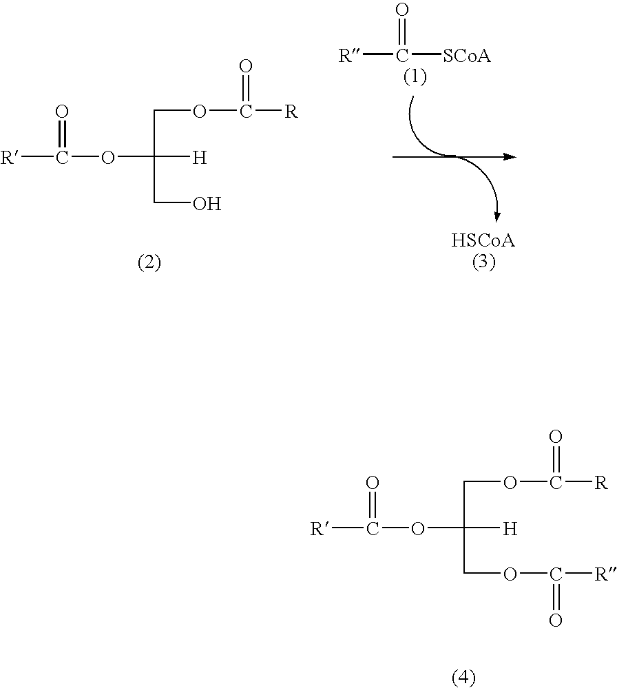 Human diacylglycerol acyltransferase 2 (DGAT2) family members and uses therefor