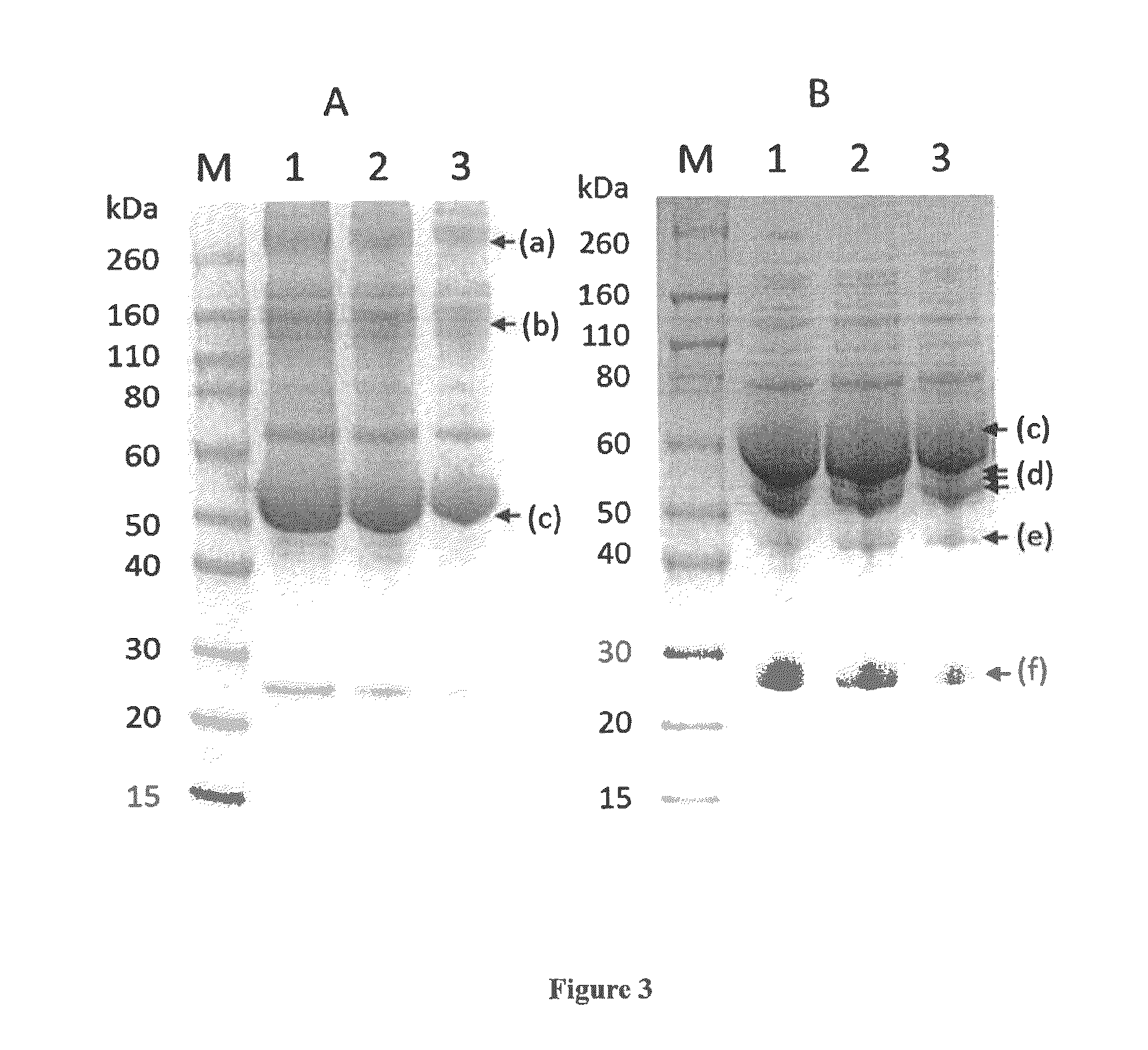 Virally-Inactivated Growth Factors-Containing Platelet Lysate Depleted of PDGF and VEGF and Preparation Method Thereof