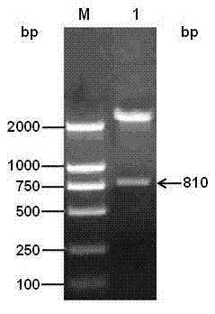 Efficiently-expressed porcine interleukin-2 gene and application of expression protein of porcine interleukin-2 gene