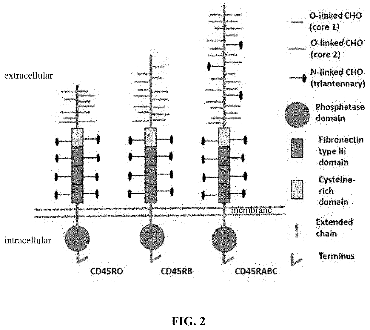 Molecules and their derivatives directed aganist cd45