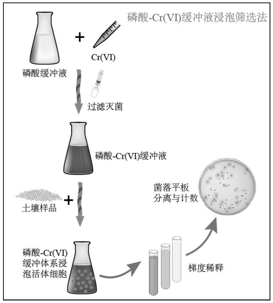 A screening method for heavy metal-resistant microorganisms