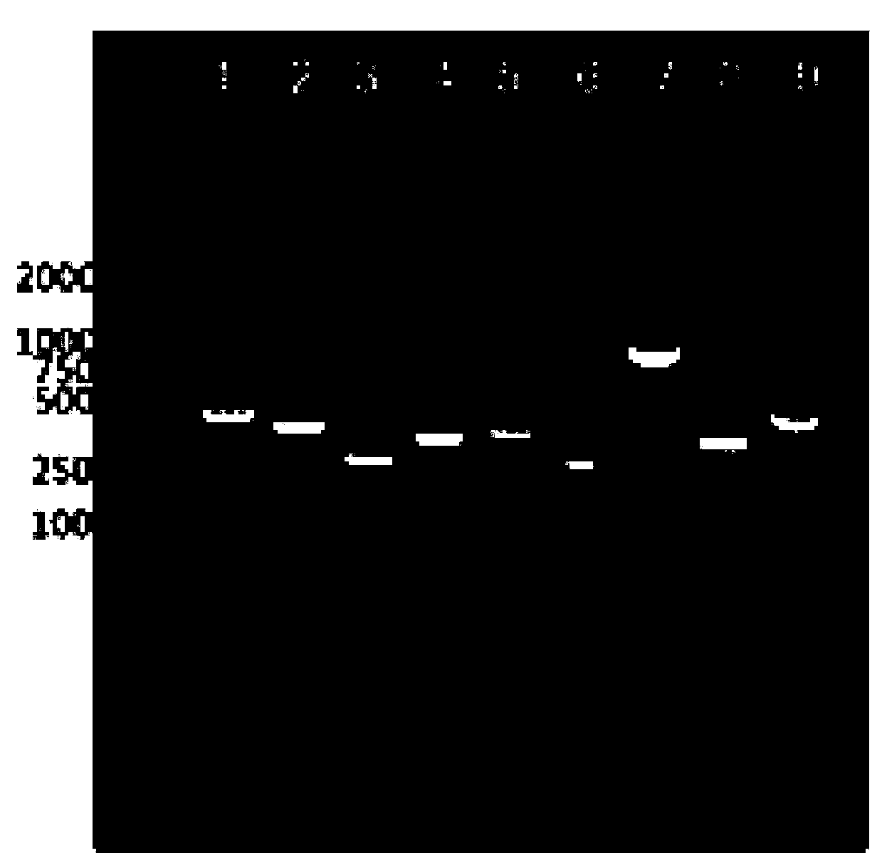 Enzymatic visual oligonucleotide chip for synchronous detection of four porcine diarrhea viruses, and application of oligonucleotide chip