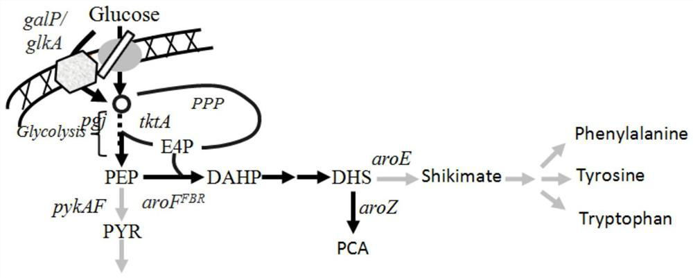 A genetically engineered strain of Escherichia coli producing protocatechuic acid and its construction method and application