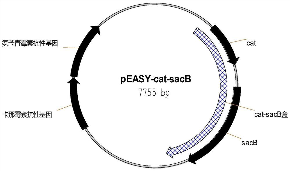 A genetically engineered strain of Escherichia coli producing protocatechuic acid and its construction method and application