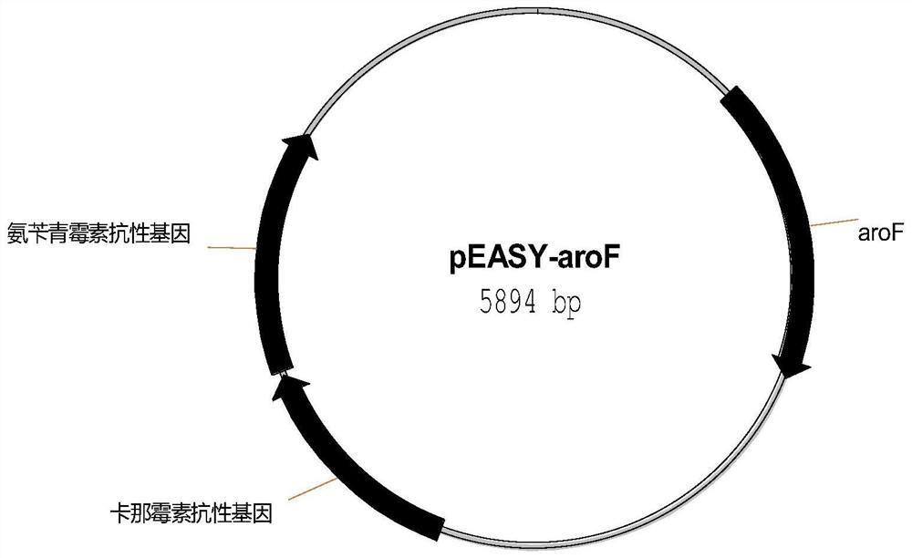 A genetically engineered strain of Escherichia coli producing protocatechuic acid and its construction method and application