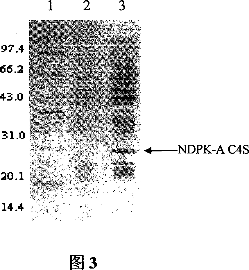 Nucleoside diphosphokinase A oxidation-reduction isomer