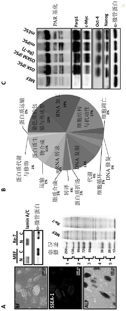 Method for preparing induced pluripotent stem cells and its applications