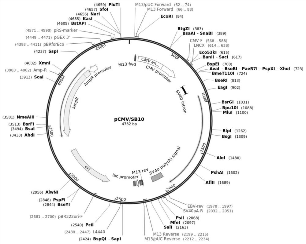 Induced inflammatory carcinoma transformation mouse model and its establishment method and application