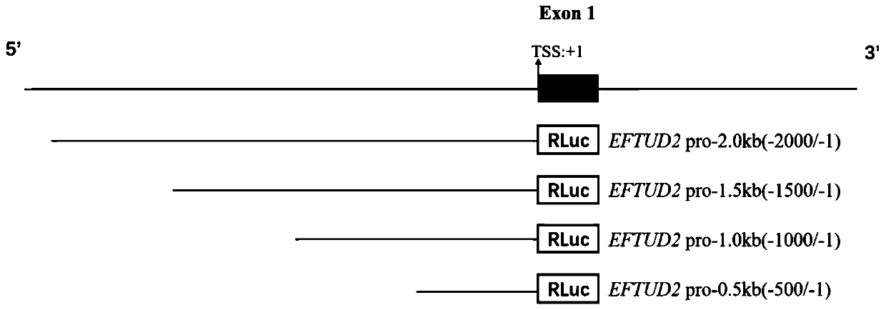 Method for identifying transcriptional activity of EFTUD2 promoter