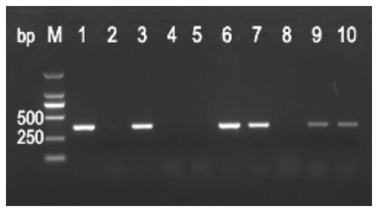 PCR primer for rapidly identifying weedy rice in early stage and application thereof